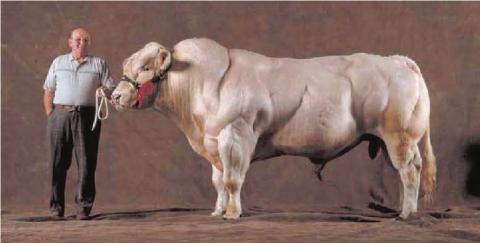 Bull with unrestricted muscle growth 